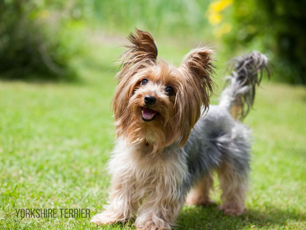 Teacup Yorkie Puppies for Sale Teacup Yorkie for Sale