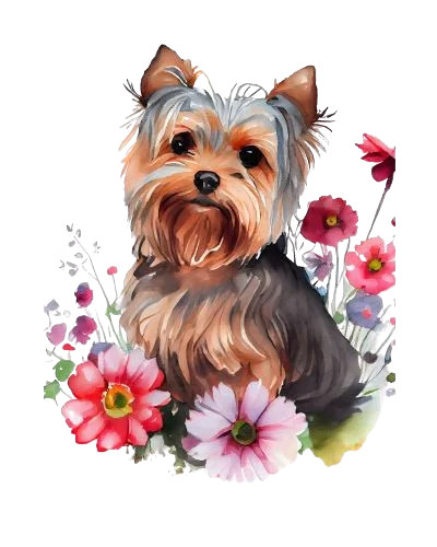 Teacup Yorkie for Sale Mini yorkie for sale Yorkie for Sale Yorkie Puppy For Sale Yorkie Puppies for Sale