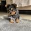 teacup_yorkies__home_1629908814_2648189535765306944_48310359321 teacup_yorkies__home_1629908814_2648189535765306944_48310359321
