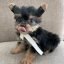 yorkie_puppies_for_adoption1_1703300553_3263844064790903676_57217967088 yorkie_puppies_for_adoption1_1703300553_3263844064790903676_57217967088